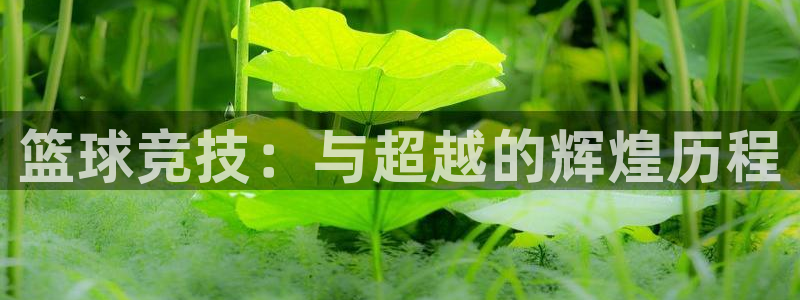 篮球竞技：与超越的辉煌历程